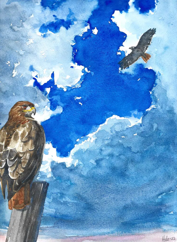 A watercolor painting of a hawk comissioned by Storied Arc's podcast host Mike and drawn and painted by Hilary Jenkins